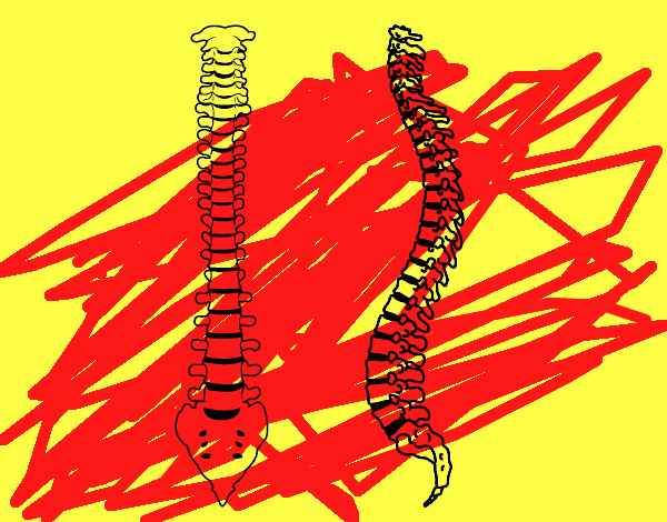 Columna vertebral