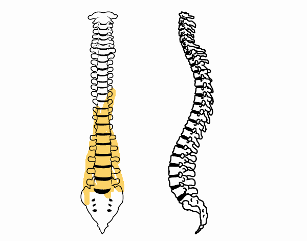 Columna vertebral