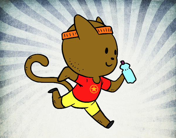 Gato runner