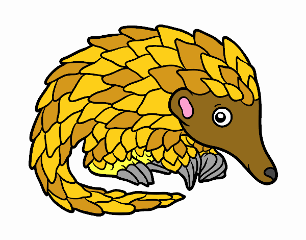 Pangolin