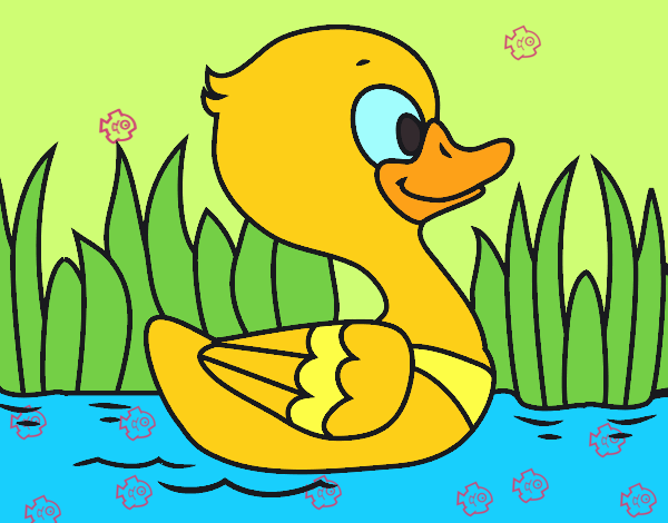 Patito de río