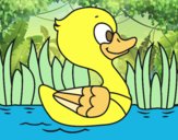 Patito de río