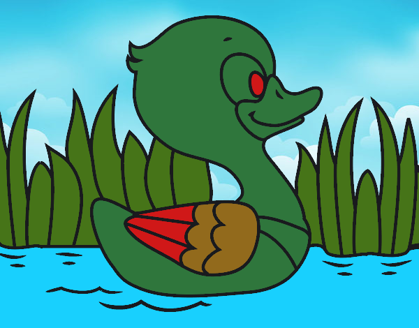 Patito de río