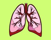 Pulmones y bronquios