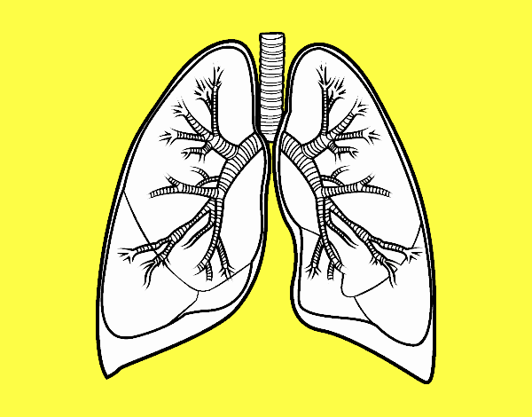 Pulmones y bronquios