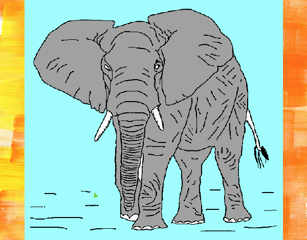 Elefante 1