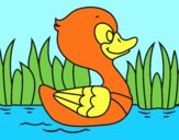 Patito de río