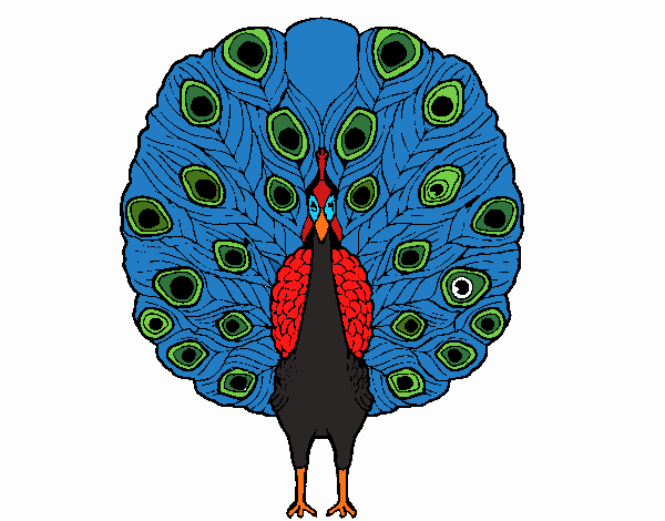 Pavo real 1