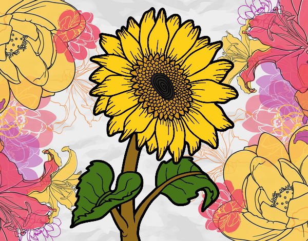 Flor de girasol