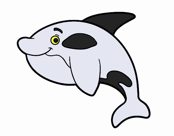 orca 