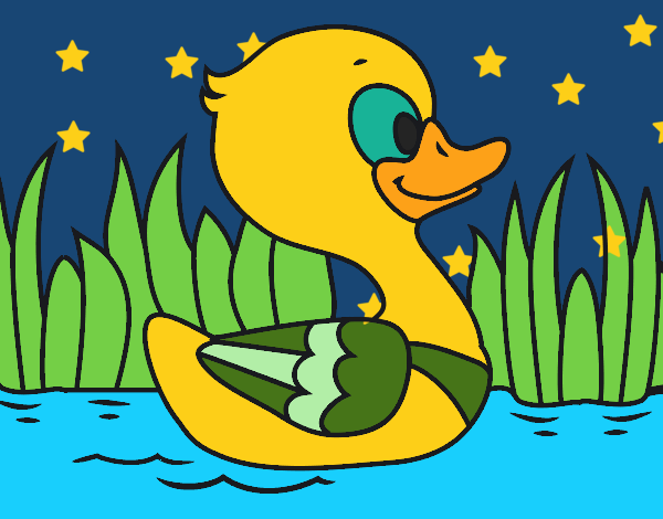 Patito de río