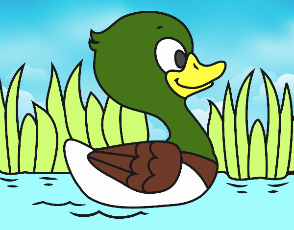 Patito de río