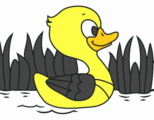 Patito de río