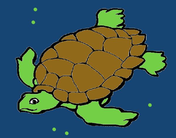 Tortuga