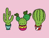 3 mini cactus