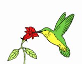 Colibrí y una flor