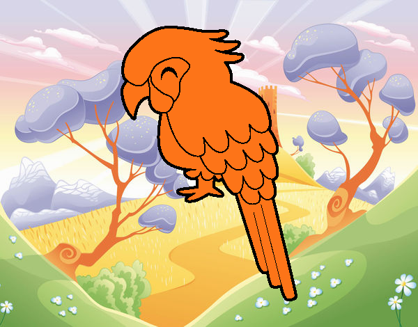 Guacamayo