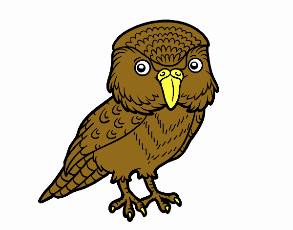 Kakapo