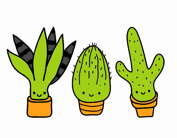 Mini cactus