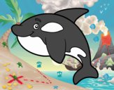 Orca joven