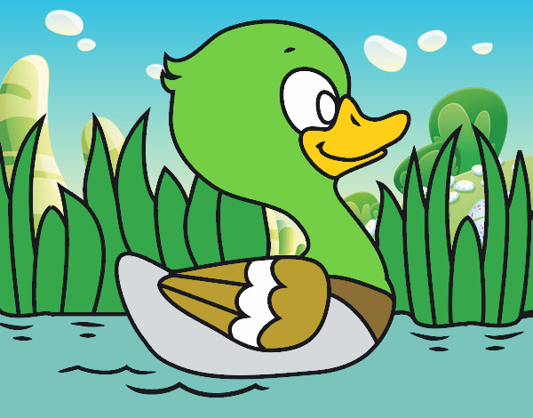 Patito de río