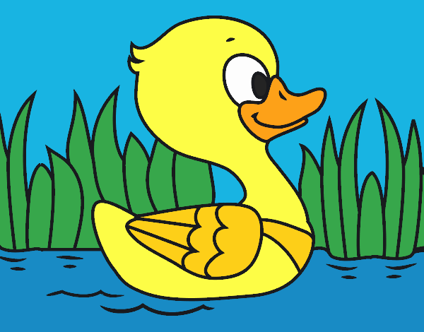 Patito de río