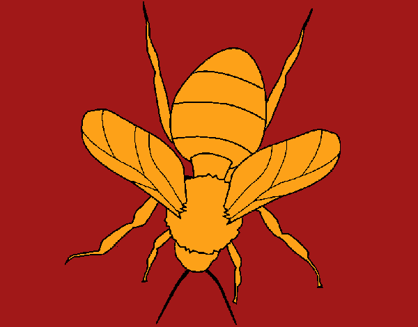 Abeja 1