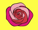 Flor de rosa