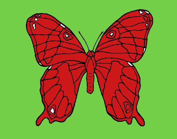 Mariposa 7a