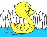 Patito de río