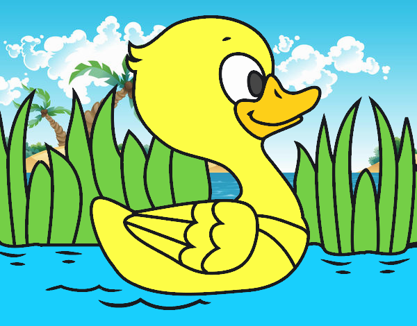 Patito de río