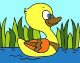 Patito de río