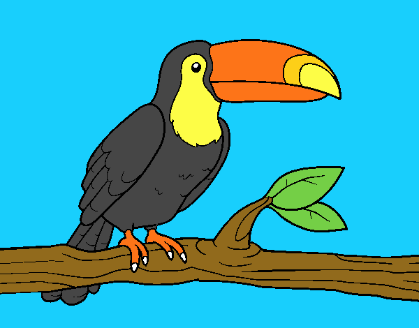 Tucan