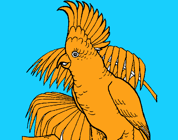 Cacatúa