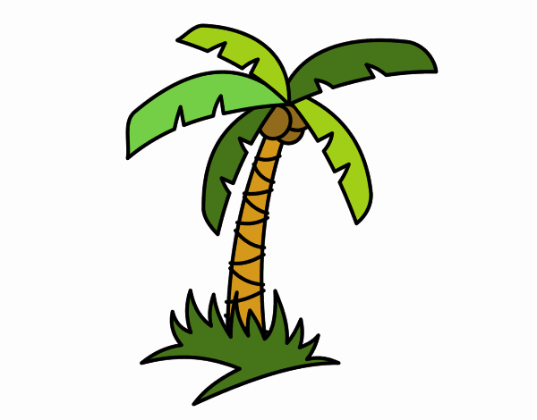 Palmera tropical