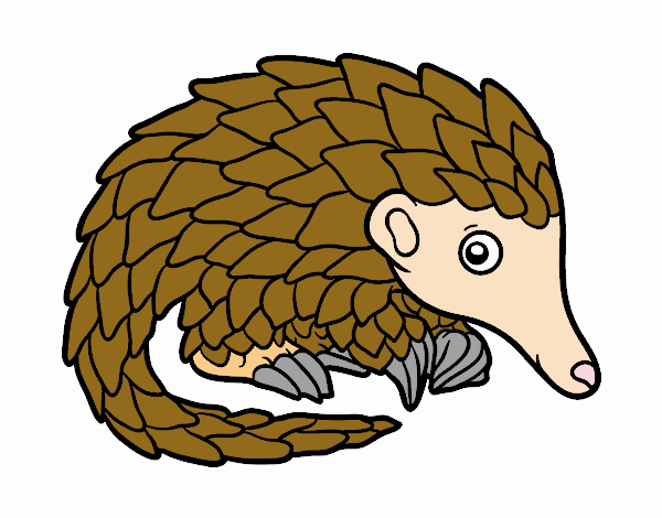 Pangolin