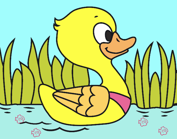 Patito de río