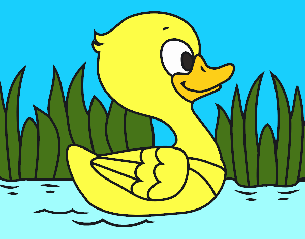 Patito de río