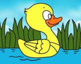 Patito de río