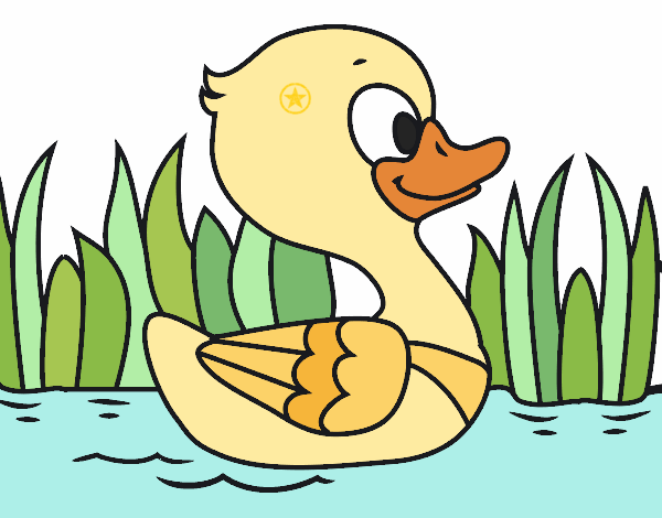 Patito de río