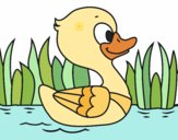 Patito de río