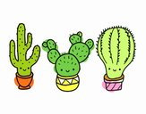 3 mini cactus