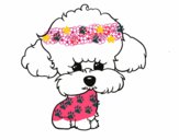 Cachorro de poodle