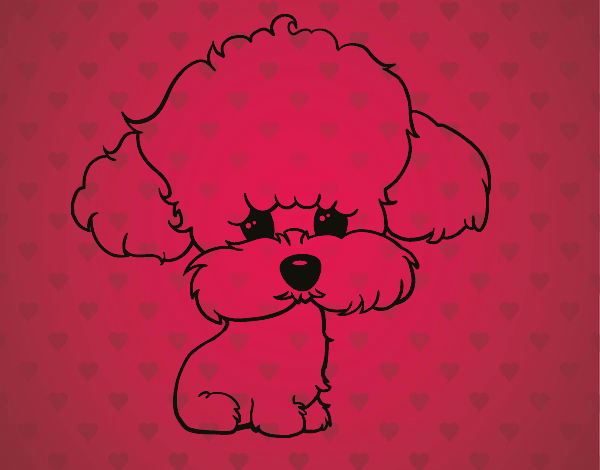 Cachorro de poodle