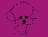 Cachorro de poodle