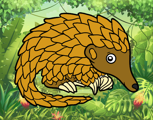 Pangolin