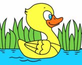 Patito de río