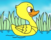 Patito de río