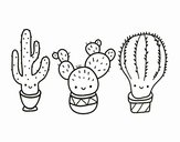 3 mini cactus