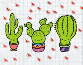 3 mini cactus